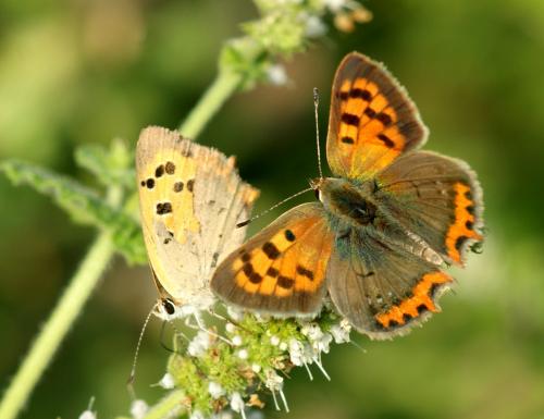 Lycaena phlaeas